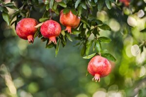 Pomegranate