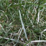 Powdery mildew