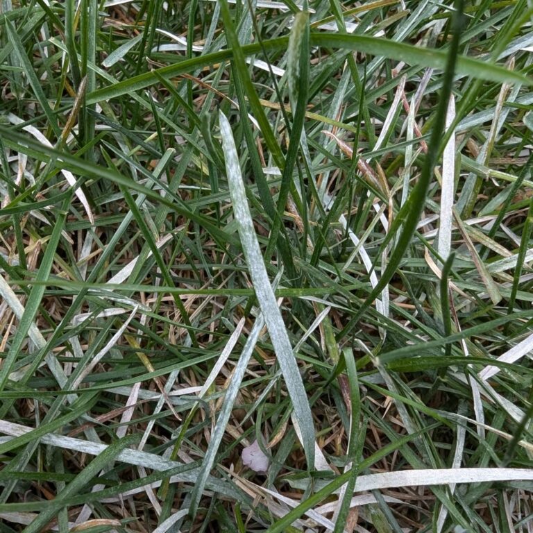 Powdery mildew