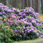 Rhododendron flowers