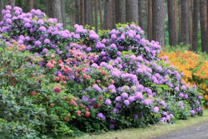 Rhododendron flowers