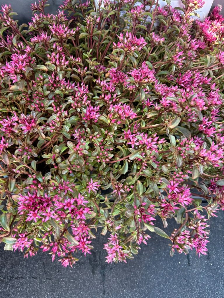 Sedum