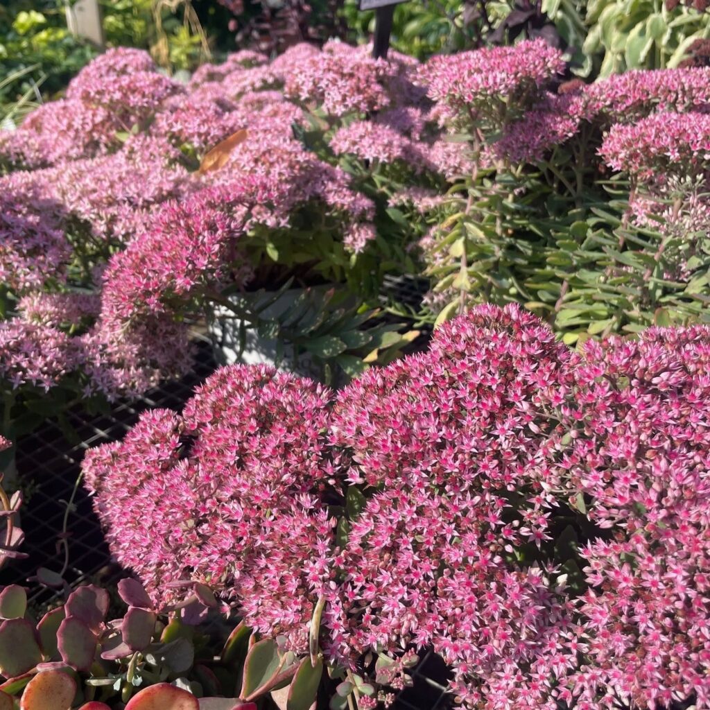 Sedum