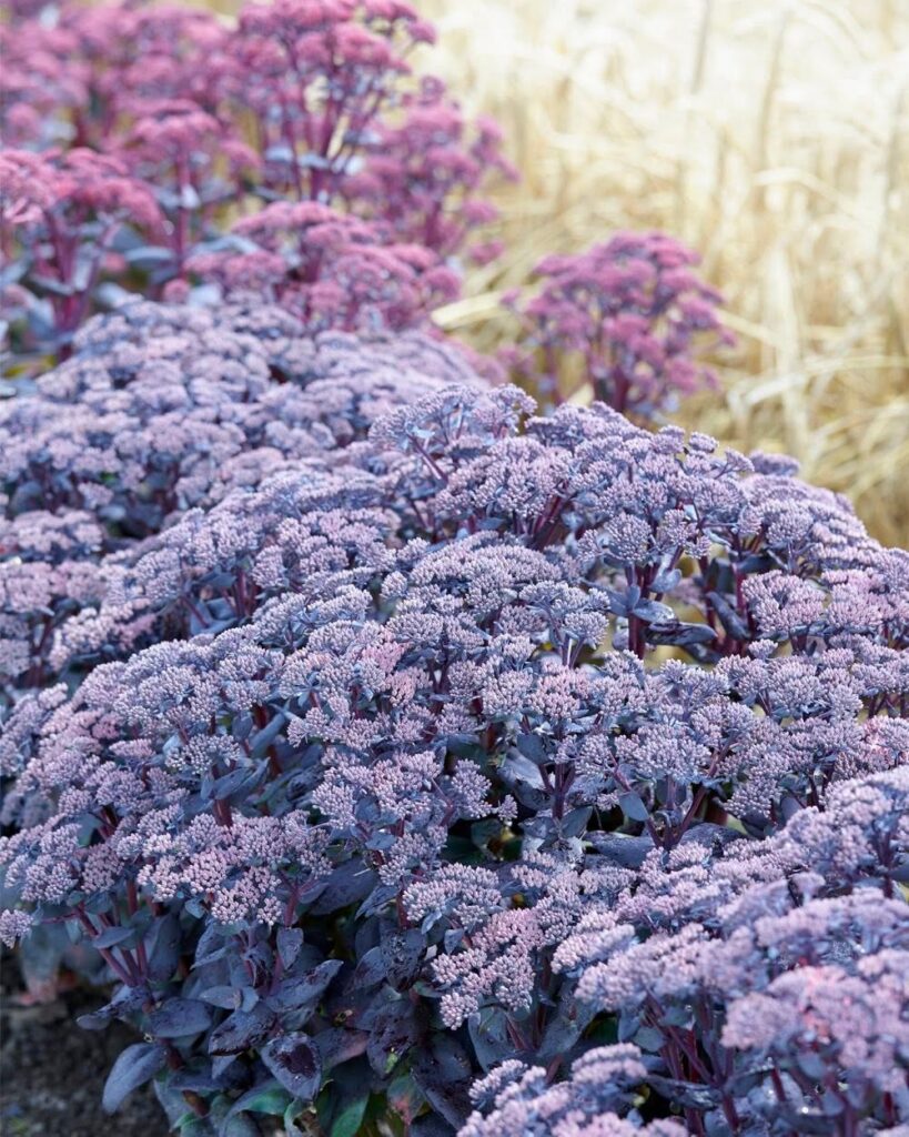 Sedum
