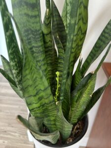 Snake plant
