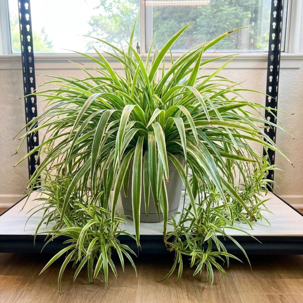 Spider plant