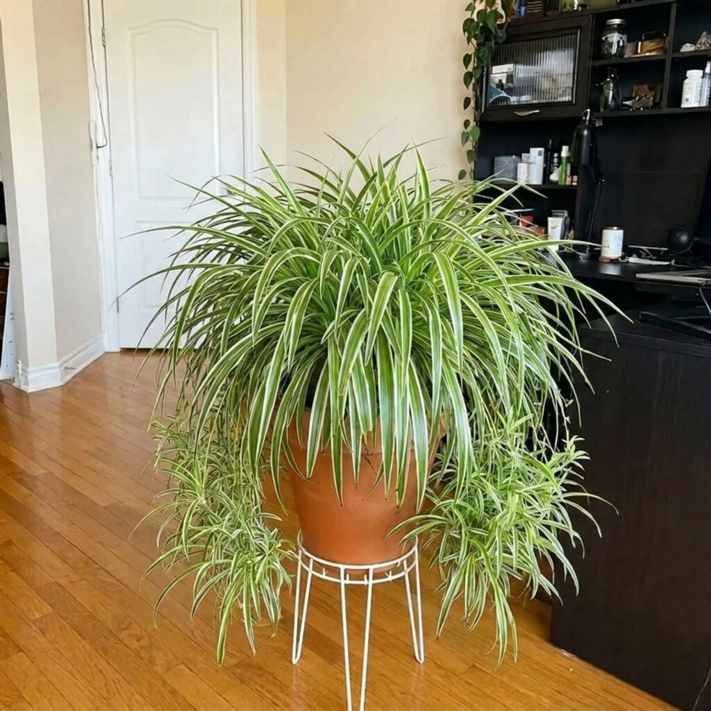 Spider plant