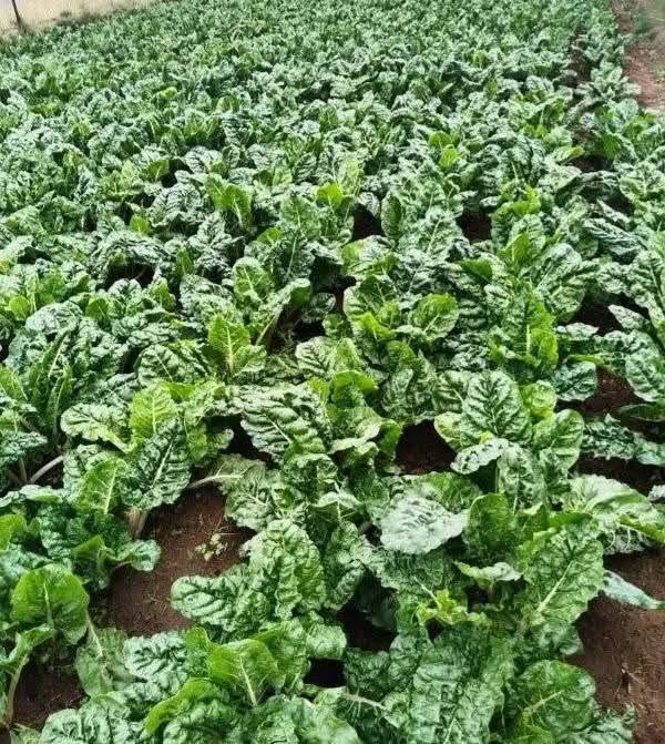 35 Types of Spinach Worth Growing (With Pictures, and Care Tips)