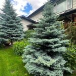 Spruce trees