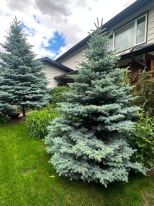 Spruce trees