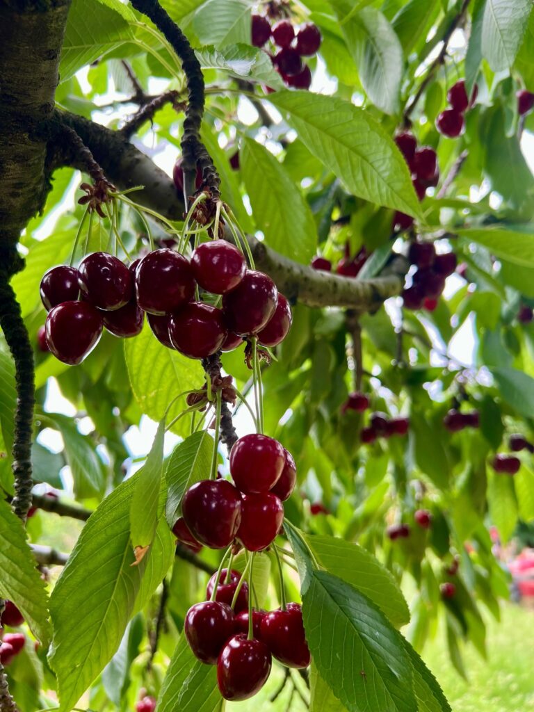 Sweet cherries