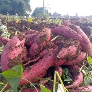 Sweet potatoes