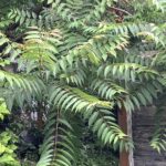 Tree of Heaven Plant