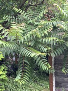 Tree of Heaven Plant