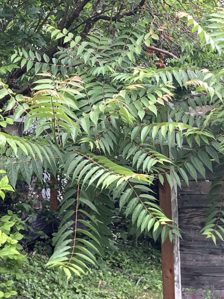 Tree of Heaven 