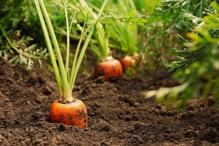 40 Types of Carrots (With Pictures and Growing Tips)