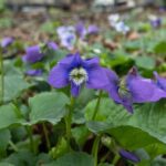 Common Blue Violet