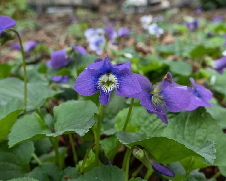 Common Blue Violet