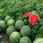 Watermelon