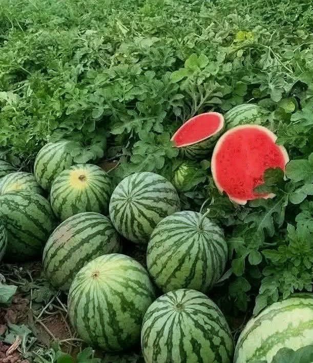 Watermelon