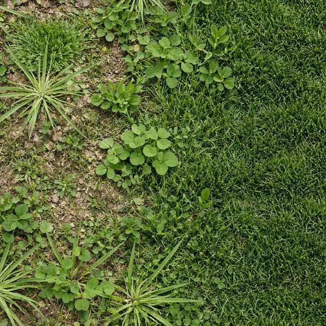 Lawn weeds
