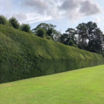 Yew hedge