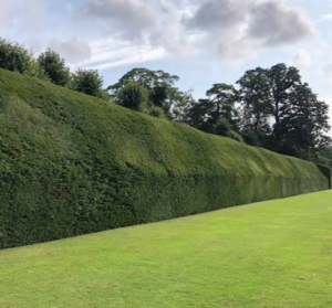 Yew hedge
