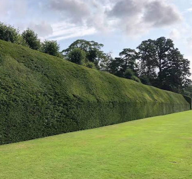 Yew hedge