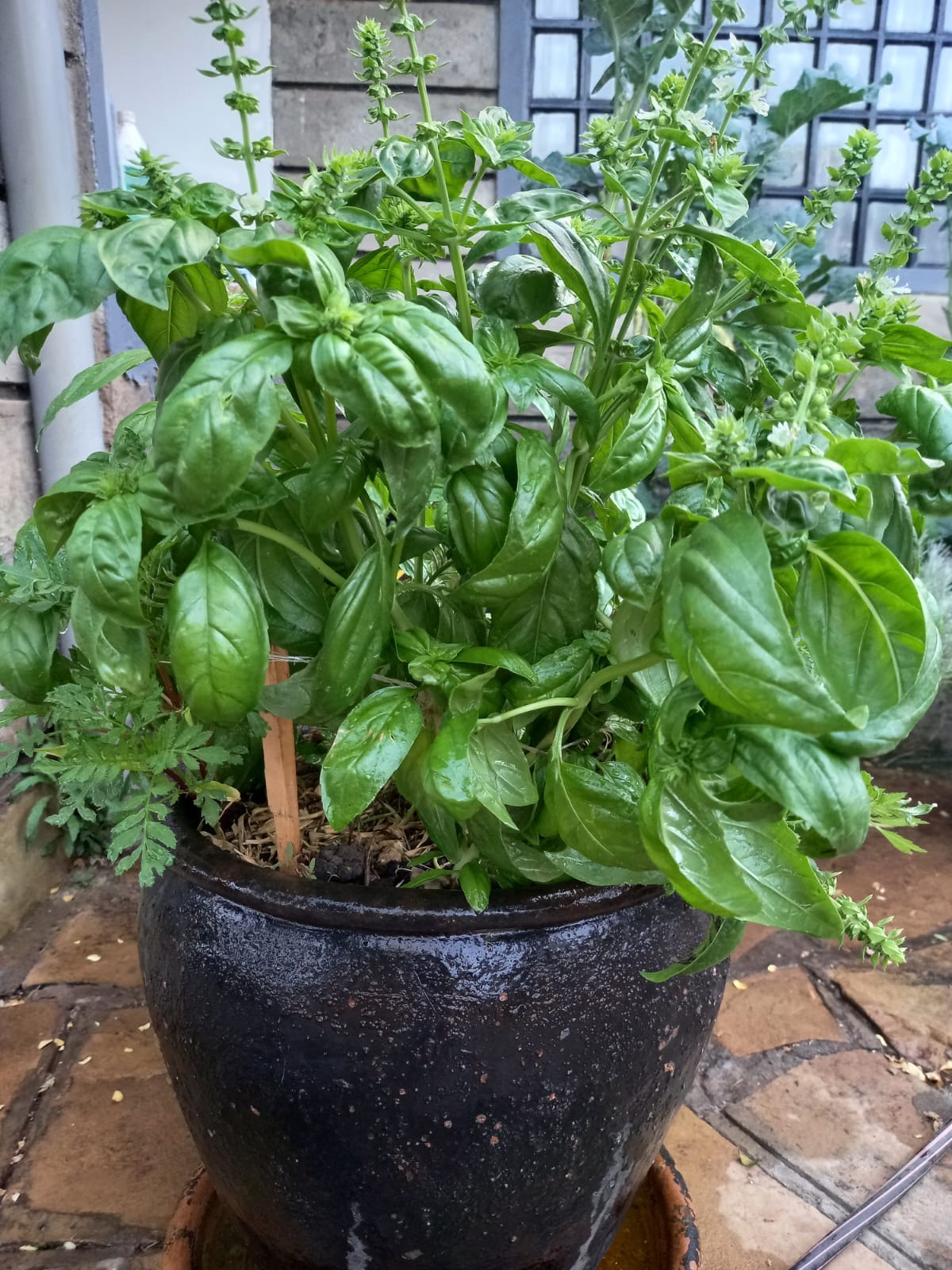 35 Types of Basil Plants: Every Variety Explained, With Pictures ...