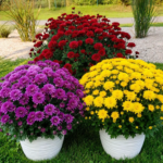 chrysanthemums