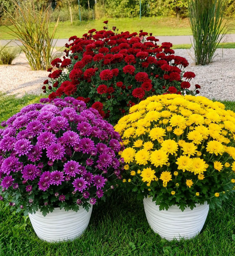chrysanthemums