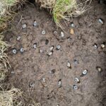 lawn grubs