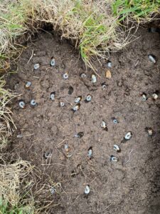 lawn grubs