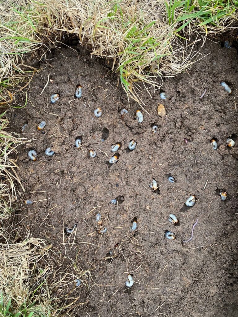 lawn grubs