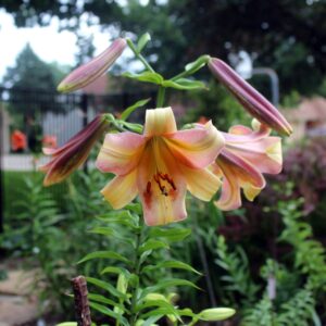 trumpet lily