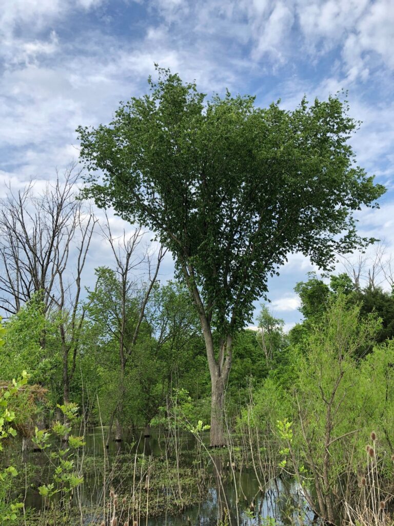 American elm