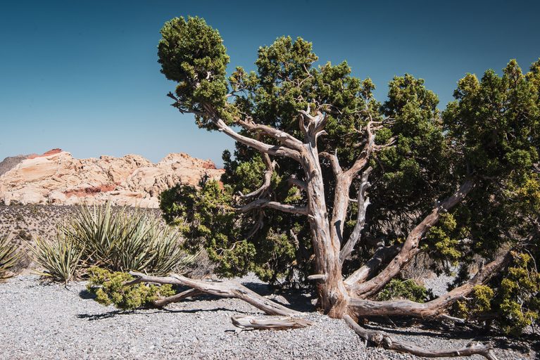 20 Montana Native Trees (With Growing Details)