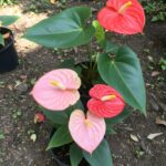 Anthurium Flower