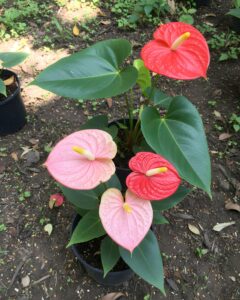 Anthurium Flower