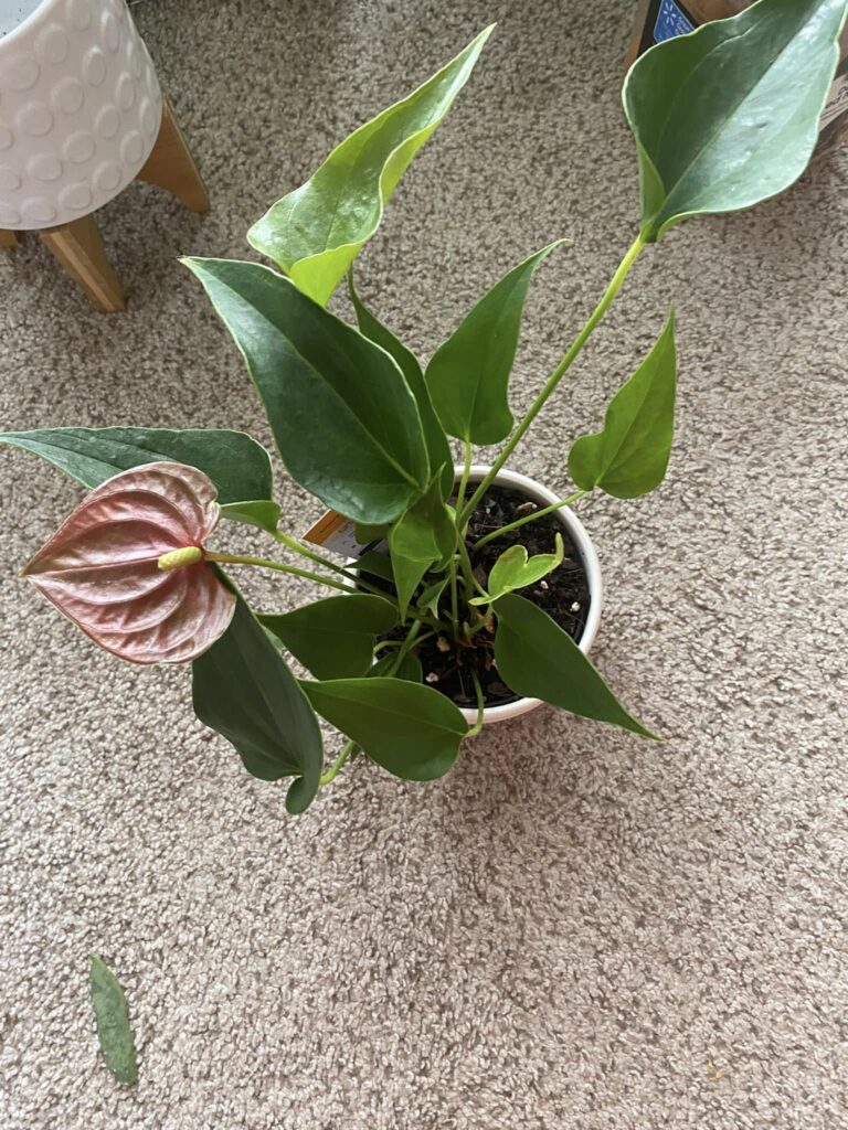 anthurium plant