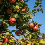 Apple tree