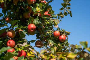 Apple tree