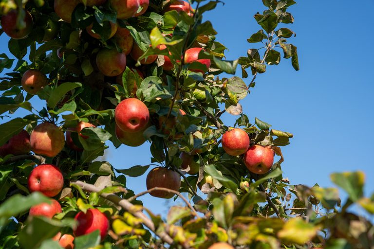Apple tree