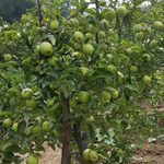 Apple fruit tree
