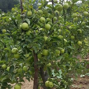 Apple fruit tree