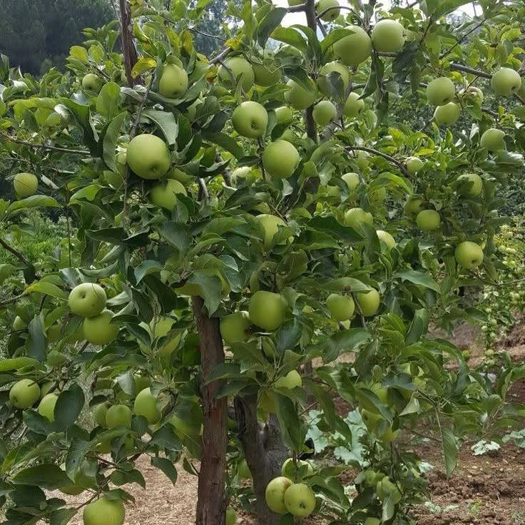 Apple fruit tree
