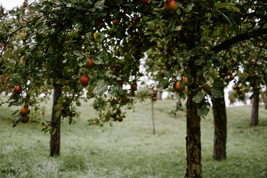 Apples