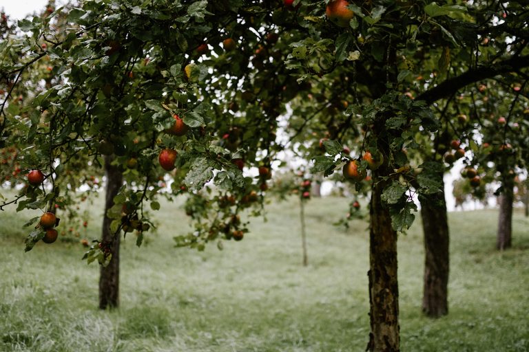 17 Best Fruit Trees for Zone 8 (With Care Tips)