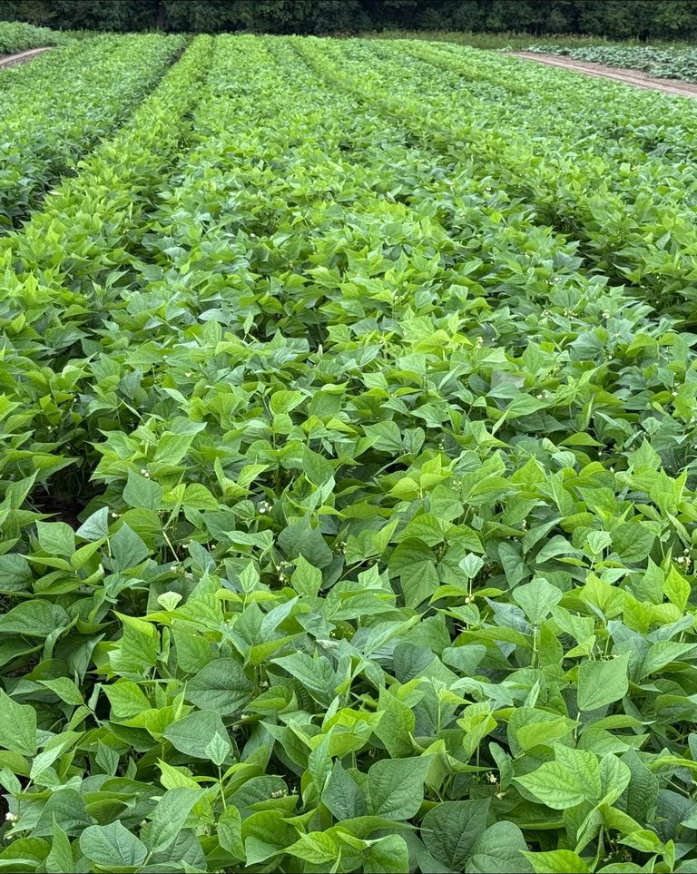 40 Best Companion Plants for Beans (With Details)