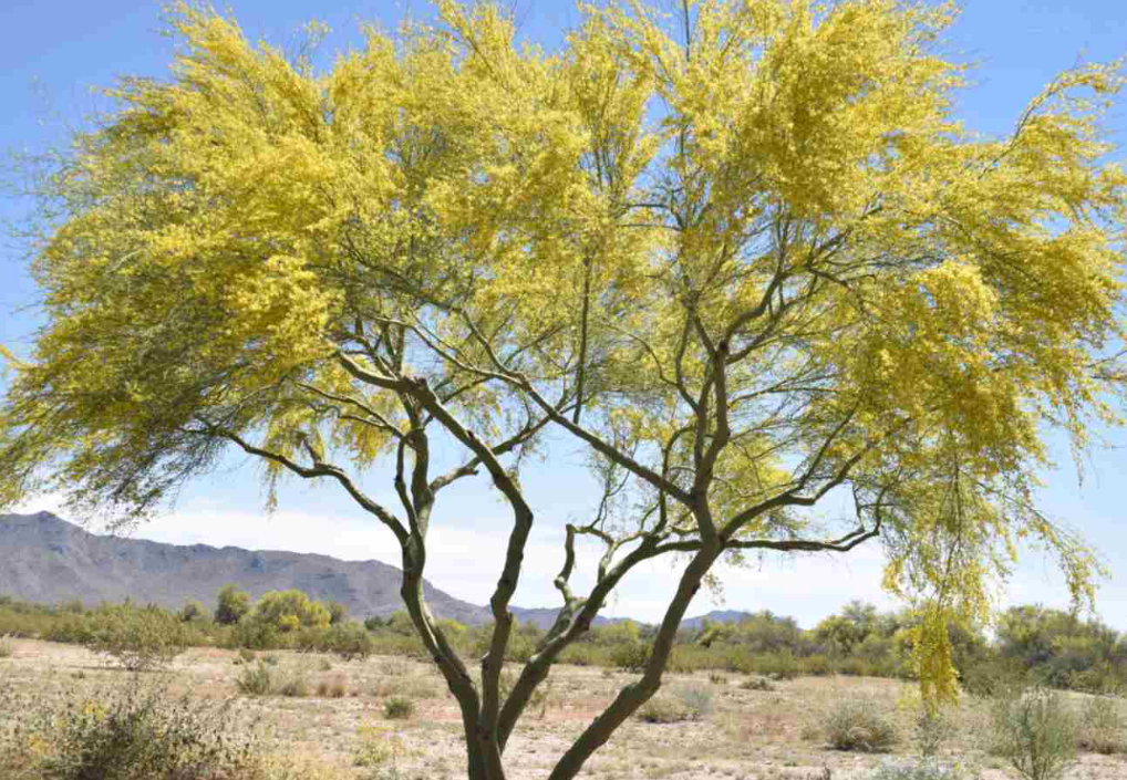 Blue Palo Verde